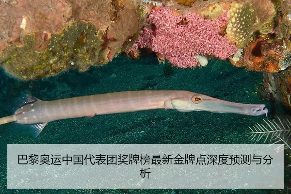巴黎奥运中国代表团奖牌榜最新金牌点深度预测与分析